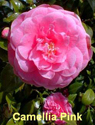 Camellia Pink