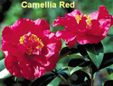 Camellia Red