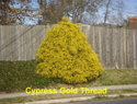 Cypress Gold Thread