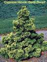 Cypress Hinoki Gold Dwarf