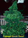 Cypress Hinoki Dwarf