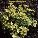 Euonymus Golden