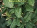 Euonymus Manhattan