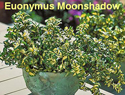 Euonymus Moonshadow