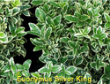 Euonymus Silver King