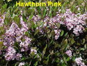 Hawthorne Pink