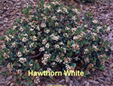 Hawthorne White