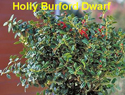 Holly Burford Dwarf