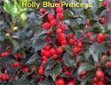 Holly Blue Princess