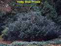 Holly Blue Prince