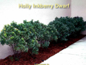 Holly Inkberry Dwarf