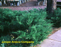 Juniper Andora Compacta