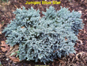 Juniper Blue Star