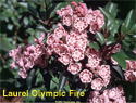 Laurel Olympic Fire