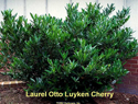 Laurel Otto Luyken Cherry