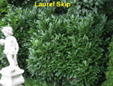 Laurel Skip