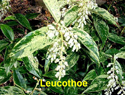 Leucothoe