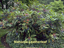 Mahonia Leatherleaf