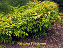 Nandina Firepower