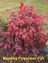 Nandina Firepower Fall