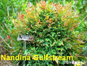 Nandina Gulfstream