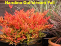 Nandina Gulfstream Fall