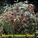 Nandina Harbour Dwarf