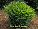 Nandina Moonbay