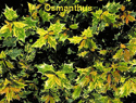 Osmanthus