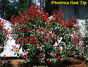 Photinia Red Tip