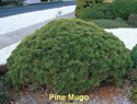 Pine Mugo