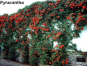 Pyracantha