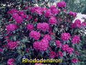 Rhododendron