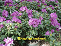 Rhododendron Purple