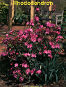 Rhododendron PJM