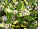 Skimmia Bloom