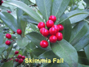 Skimmia Fall