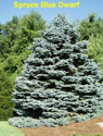 Spruce Blue Dwarf