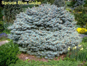 Spruce Blue Globe