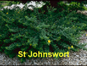 St. Johnswort