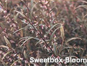 Sweetbox Bloom