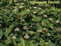 Viburnum Davidii