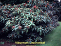 Viburnum Leatherleaf