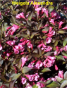 Weigela Alexandra