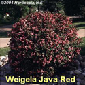 Weigela Java Red