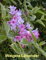 Weigela Lavender