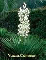 Yucca Common