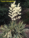 Yucca Variegated