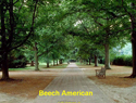 Beech American