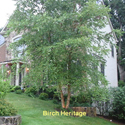 Birch Heritage